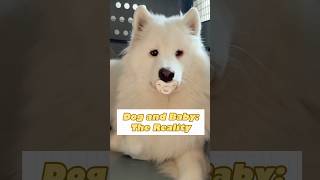 When “big sis” needs ALL the attention 😂 #dogandbaby #funnydog #samoyed #サモエド#dogshorts #shorts