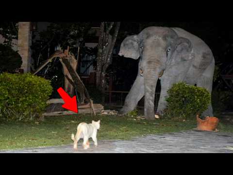 Angry Cats vs Wild Animals Caught on Camera