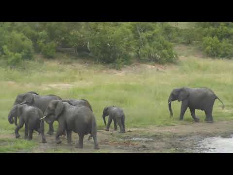 Djuma: Small herd of Elephants - 15:31 - 02/04/19