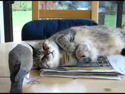 Досаден гълъб