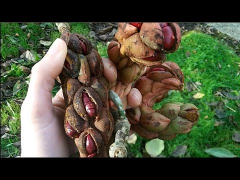How to Harvest and prepare Magnolia seeds ready for sowing