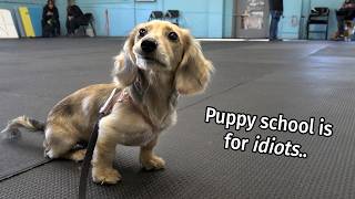 Ep #7: it's a Daphne Day! - Cute Dachshund Puppy Vlog video