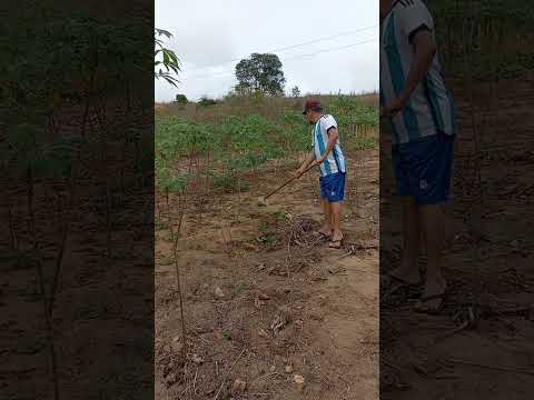 Plantações de mandioca no lageado em Ponto Belo ES. Comenta aí de onde você está vendo este vídeo!