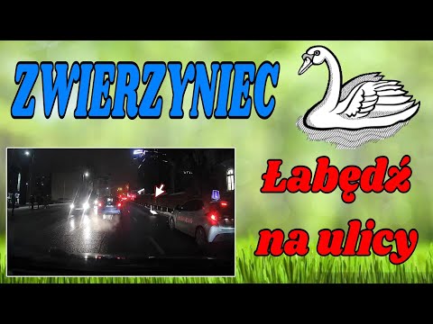 A ja chodzę... desperacko i na przekór
