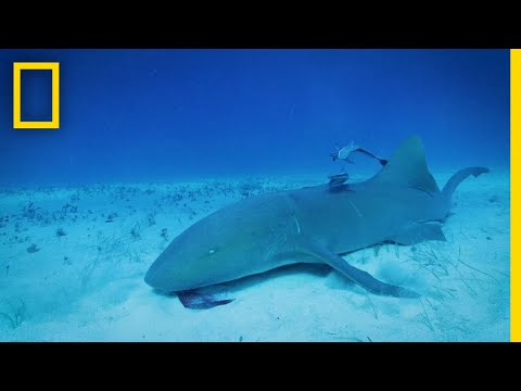 サメは磁場を探知できるのか？| シャークケーノ (Can Sharks Detect Magnetic Fields? | Sharkcano)