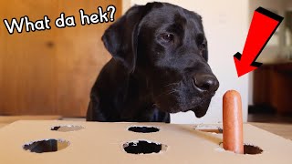 MY DOG TRIES THE HOT DOG CHALLENGE!!