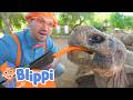 Blippi Visits A Zoo Phoenix Zoo Blippi Full Episodes Fun Animals For Children Blippi Toys