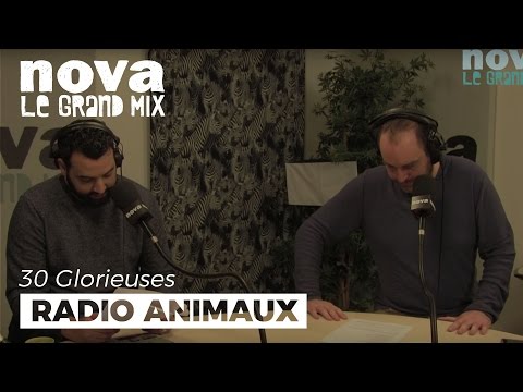 Radio Animaux : Saturnin le canard | Les 30 Glorieuses - Nova