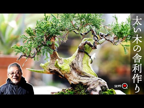 How to carve a thick and small juniper tree [Bonsai Q]