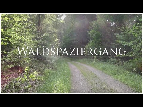 Waldspaziergang - Genau hinsehen // Nachdenken & sich Zeit lassen