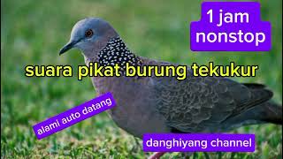 Download lagu suara pikat burung tekukur#berburuterbaru #berpetualangandikanpung #hunting #tekukur mp3 Download lagu suara pikat burung tekukur#berburuterbaru #berpetualangandikanpung #hunting #tekukur mp3