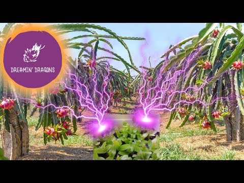 Hybrid Dragon Fruit 400% Sooner! Grafting seeds!