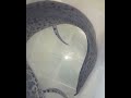 Monstrous 90 Cm Giant Predator Lung Fish @cremedelacremeaquatics | Falcon Aquarium Services
