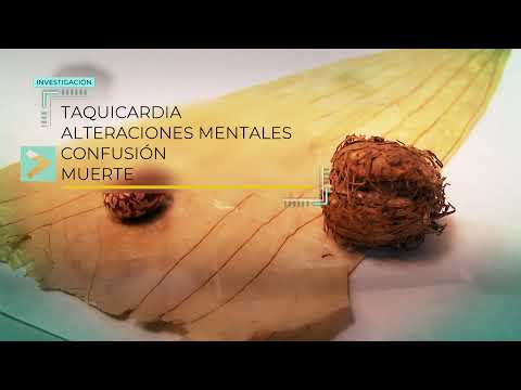 ¿ES FÁCIL CONSEGUIR BURUNDANGA?