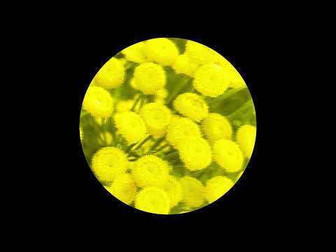 AK SPORTS - Une Amie [HIGHER003]