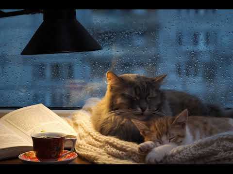 10 Hours Of Relaxing Ambient Rain & Cat Purring Sound For Long Nights Studying