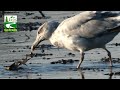 Sea Gull Call Long Sound As Catching Eating Crabs Herring Bird