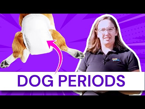 YouTube video about: How to relieve dog period cramps?