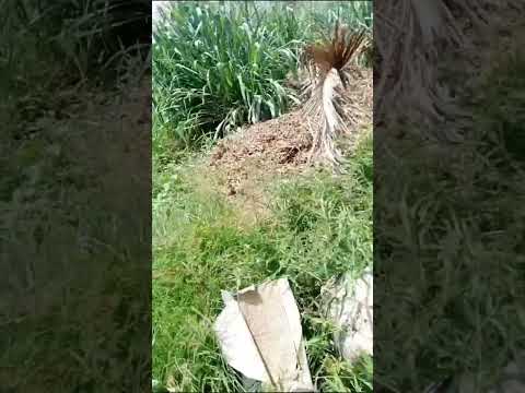 Residential Land For Sale Nicon Town, Ikate, Lekki Lagos