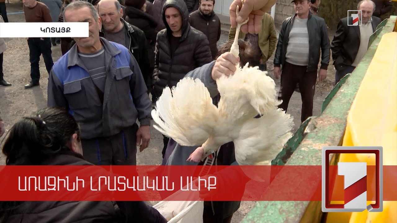 «Լուսակերտ» ՍՊԸ-ն որոշել է դադարեցնել գործունեությունը ու մոտ 8000 հավ է նվիրել գյուղացիներին