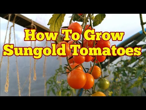 , title : 'Complete Guide: Growing Sungold F1 Tomato; From Seed To Plate | The Movie'