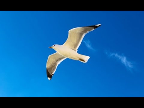 Ronny - Kleine Möwe,flieg nach Helgoland