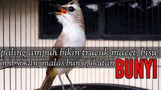 Download lagu Suara burung trucukan gacor buat pancingan trucuk bisu, malas bunyi, ombyokan agar bunyi mp3