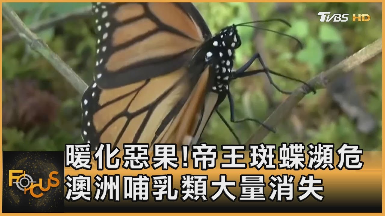暖化惡果！帝王斑蝶瀕危　澳洲哺乳類大量消失