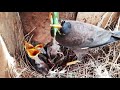 EP 32 Super Confusion Again On Feeding Oversized Grasshopper Myna Feeding Baby Birds Day 7