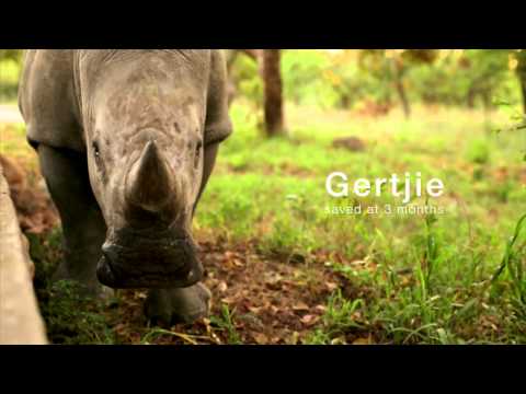 Esme, the Rescued Rhino at HESC