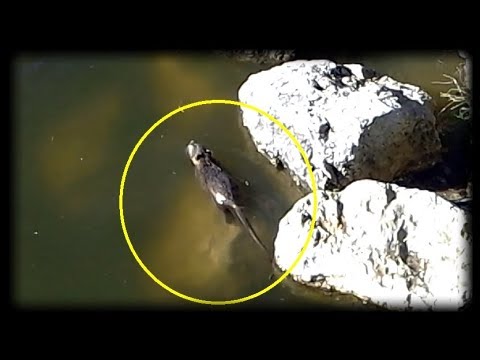 Vittima di predatore di proprietario di parassita Pezzo di parassita 4.2