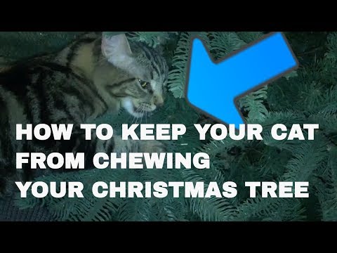 HOW TO KEEP YOUR CAT FROM CHEWING YOUR CHRISTMAS TREE