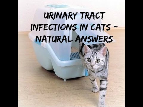 Urinary Tract Infections in Cats