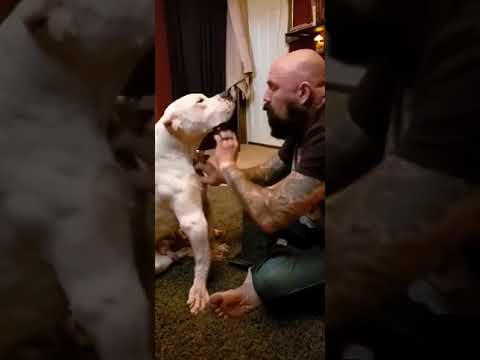 Ryder, an adoptable Dogo Argentino in Crown Point, IN_image-1