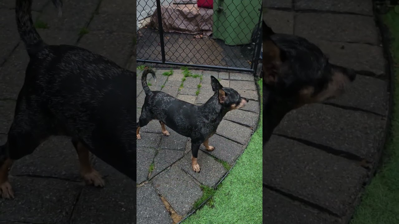Enlarge Burrito, a Adopted mixed breed in Blairstown, NJ video 5/6