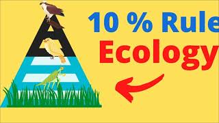 Es 1.1  Ecosystems & Energy Flow