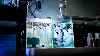 孔雀魚長大公母要分缸 | 不想讓母魚太早生小魚一定要分缸飼養唷