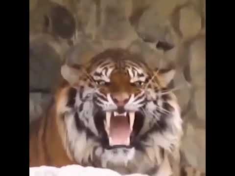 Aggressive Siberian Tiger World's Biggest Cat