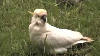 preview picture of video 'Wild Parrots - Sulphur Crested Cockatoos in Glenbrook, NSW'