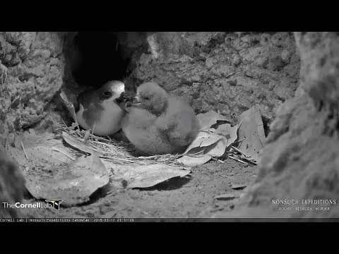 2018/03/17 Bermuda Cahow~Mom comes preening and feeding~