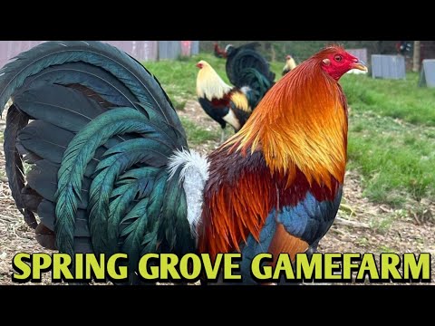 Yellow leg hatch Albany Grey - SPRING GROVE FARM