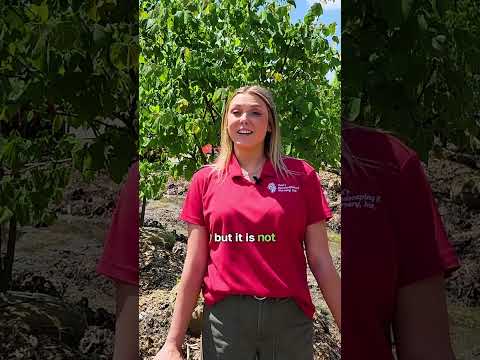 Learn about the Eastern Redbud Tree