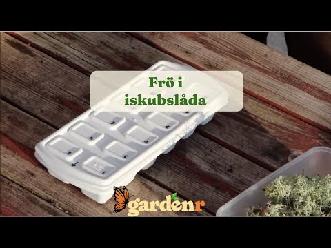 Seeds in ice cube box - Gardenhacks by GardenR
