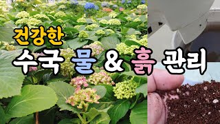 건강한 수국을 위한 물 & 흙 관리 방법을 알려드립니다! #엉클플랜트 #식물키우기 #수국키우기