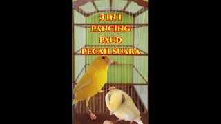 Download lagu PASTI JEBOL !! TERAPI KENARI PAUD CEPAT PECAH SUARA 3 IN 1 | CANARY SINGING mp3