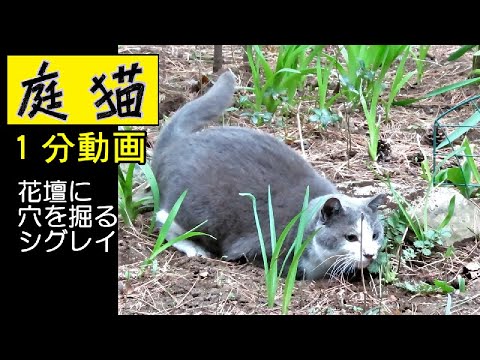 私の庭のモグラに穴を開ける動物は何ですか?それを取り除く方法は何ですか?