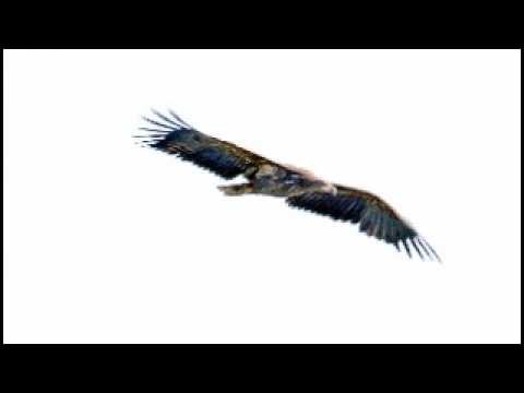 Wings of the Dawn (Psalm 139)—Official Music Video