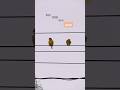 Two Birds