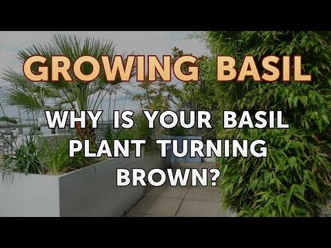 Why Is Your Basil Plant Turning Brown