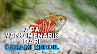 Descargar Mp3 Ikan Hias Gurami Kerdil Gratis Nuevoexito Org